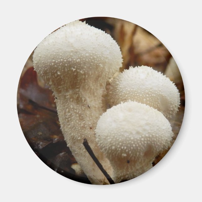 Imã Magneta de Cogumelos Puffball Comum (Frente)