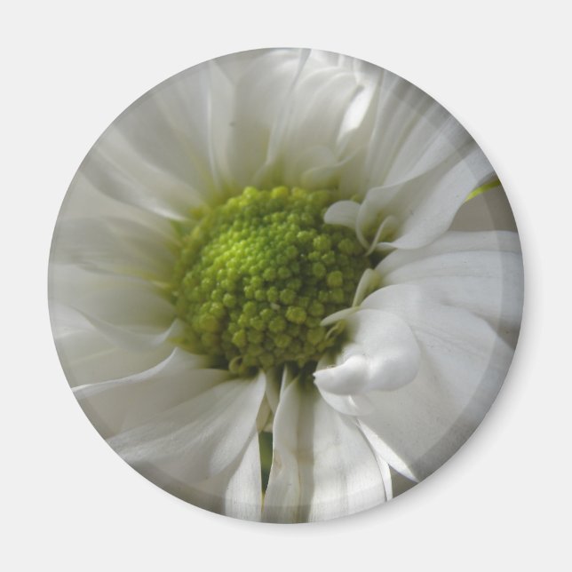 Imã Magneta de crisântemo branco (Frente)