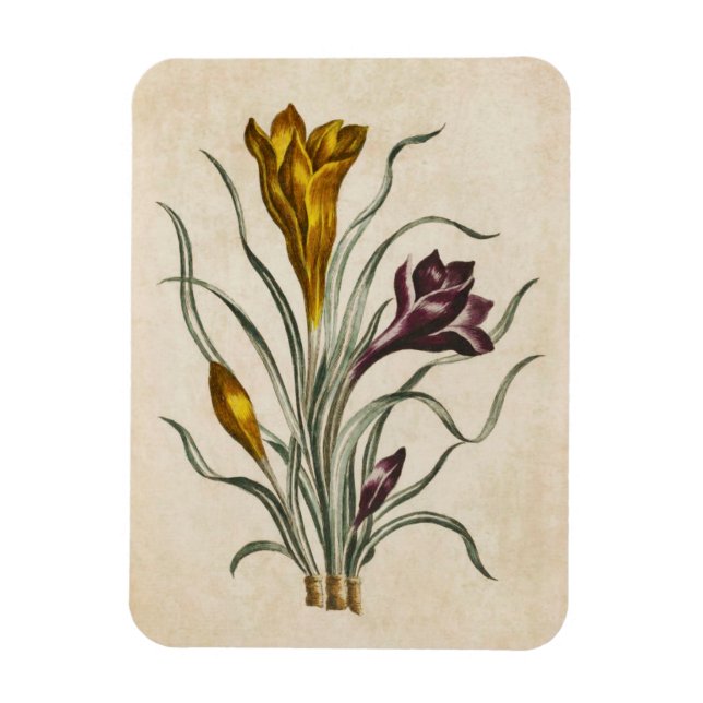 Ímã Magneta De Crocus Floral Botânica Vintage (Vertical)