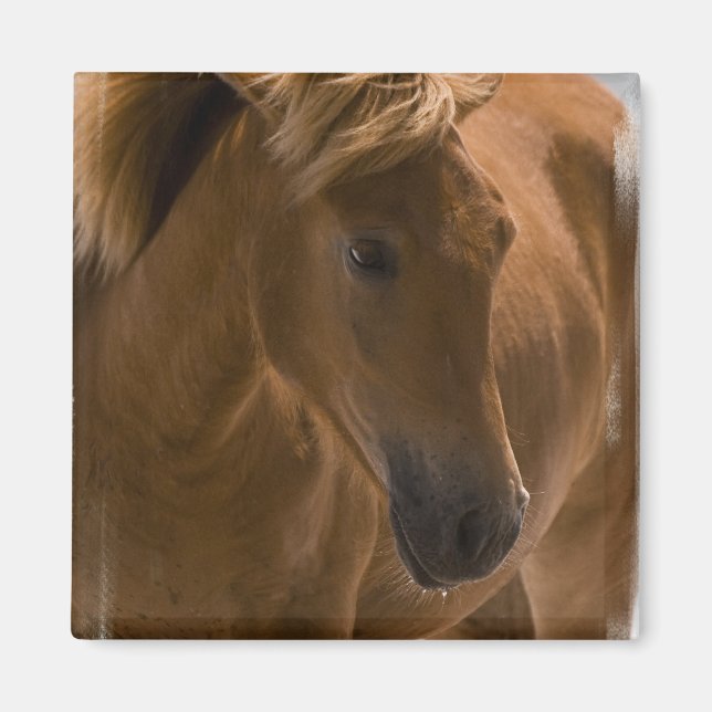 Imã Magneta de Design de Cavalo de Castanha (Frente)