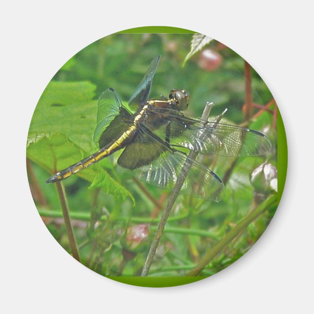 Imã Magneta de Dragonfly amarela (Frente)