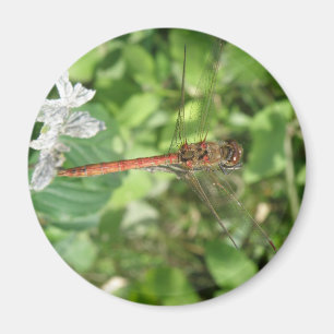 Imã Magneta de Dragonfly Mais Escuro