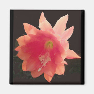 Imã Magneta de epífitas laranja