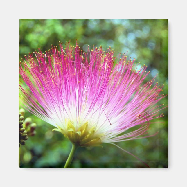 Imã Magneta de Flor de Seda Persa (Frente)