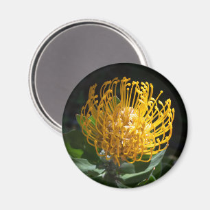 Imã Magneta de Flor do Pino de Proteína Amarela Exótic