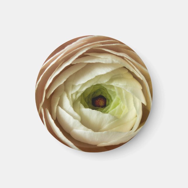 Imã Magneta de Flor Ranunculus (Frente)