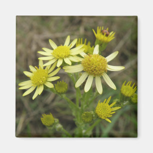 Imã Magneta de Flores Amarelas bonito