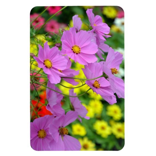 Ímã Magneta de flores do cosmos púrpura (Vertical)