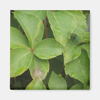 Imã Magneta de folhas verdes