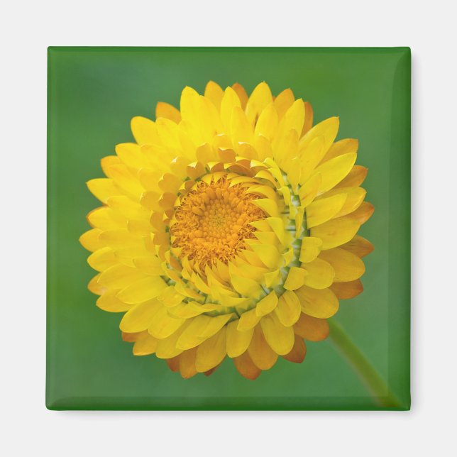 Imã Magneta de Forfloricultura Amarelo (Frente)