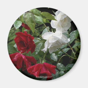 Imã Magneta de Fotografia da Flor de Rosas Encharcados