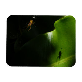 Ímã Magneta de Fotografia de Aranha Minúscula