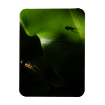 Magneta de Fotografia de Aranha Minúscula