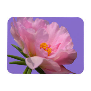 Ímã Magneta de Fotografia de Pequim Rosa