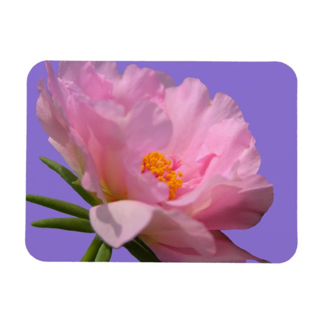 Ímã Magneta de Fotografia de Pequim Rosa (Horizontal)