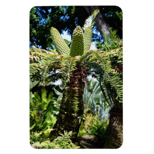 Ímã Magneta de Fotografia em Árvore Tropical