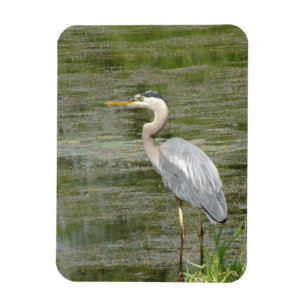 Ímã Magneta de Fotografia Flexível Heron Azul