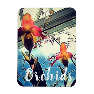 Ímã Magneta de Fotografias das Orquídeas Sunlit
