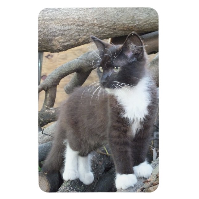 Ímã Magneta de fotos de Kitten Preto e Branco (Vertical)
