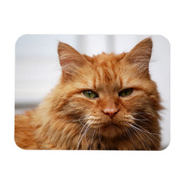 Ímã Magneta de Fotos Flexível do Gato de Maine Laranja