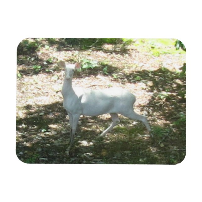 Ímã Magneta de fotos White/Albino Deer 3x4 (Horizontal)