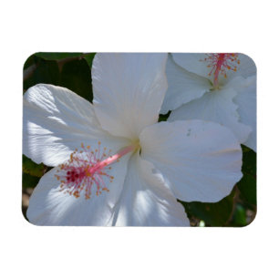 Ímã Magneta de Fragrância Floral