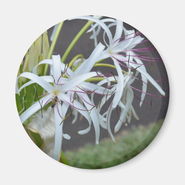 Imã Magneta de Fragrância Floral (Frente)