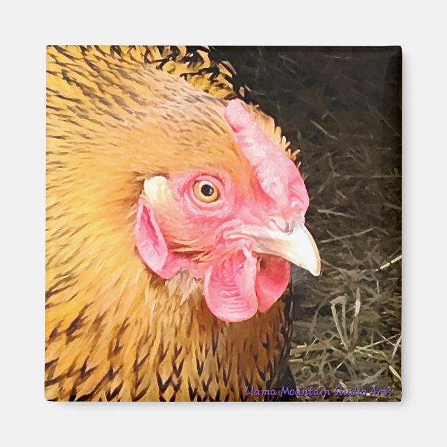 Imã Magneta de frango #1 Ouro Lacrado Wyandotte (Frente)