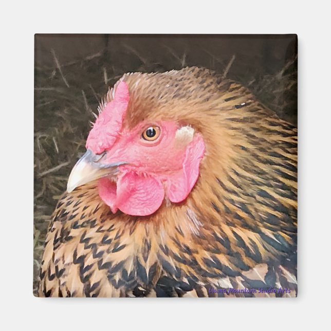 Imã Magneta de frango #2 Ouro Lacrado Wyandotte (Frente)