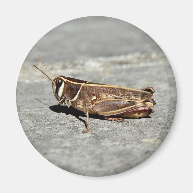 Imã Magneta De Gafanhoto Com Duas Briscas (Frente)