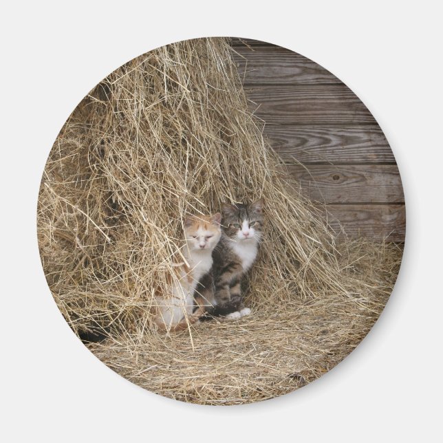 Imã Magneta de Gato (Frente)