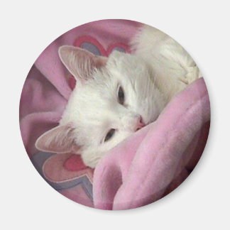 Imã Magneta de gato branco