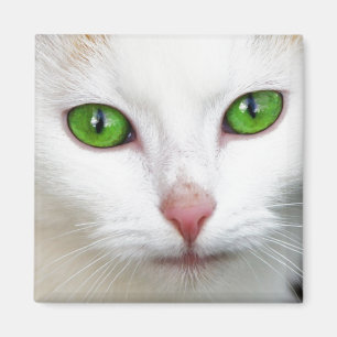 Imã Magneta de Gato Branco Verde