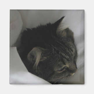 Imã Magneta de Gato de Nápoles
