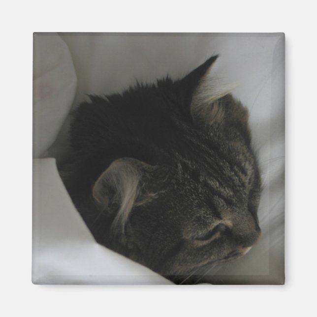 Imã Magneta de Gato de Nápoles (Frente)
