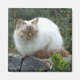 Imã Magneta de Gato de Pedigree de cabelo longo