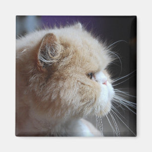 Imã Magneta de Gato Persa Puro