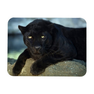 Ímã Magneta de Gato Preto