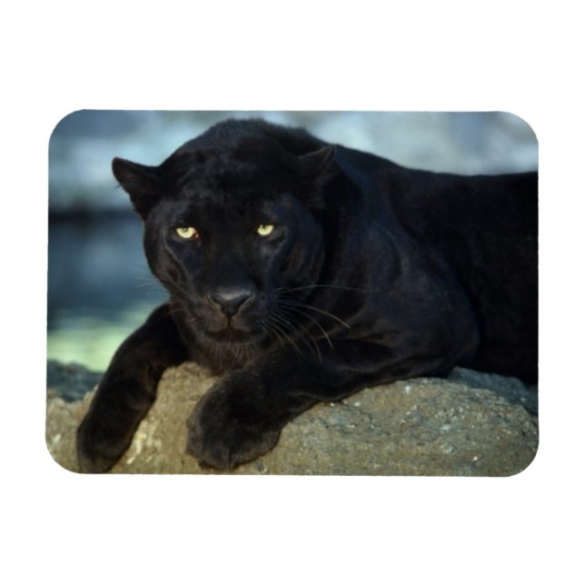 Ímã Magneta de Gato Preto (Horizontal)