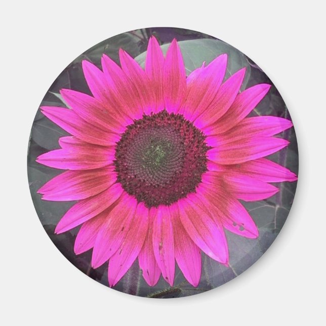 Imã Magneta de girassol, cor-de-rosa-neon (Frente)