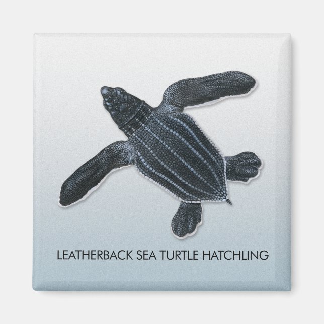 Imã Magneta de Hatchling de Tartaruga do Mar de Leathe (Frente)