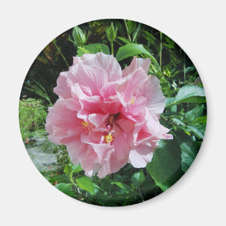 Imã Magneta de Hibiscus Duplo Rosa