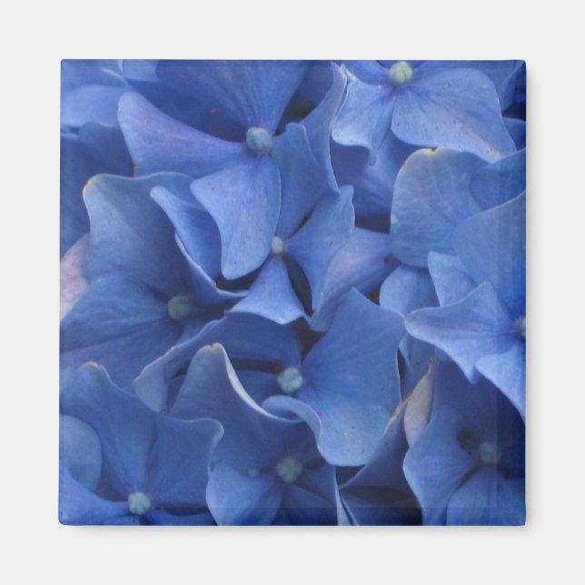 Imã Magneta de Hydrangeas Azul (Frente)