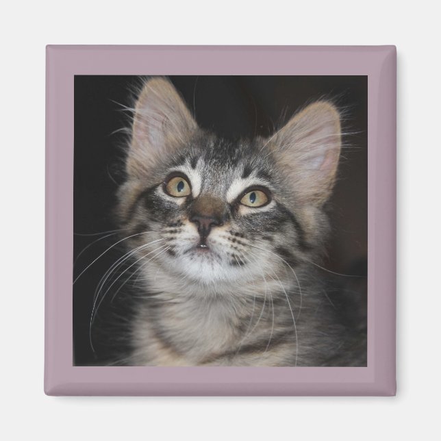 Imã Magneta de inocência de Kitten (Frente)