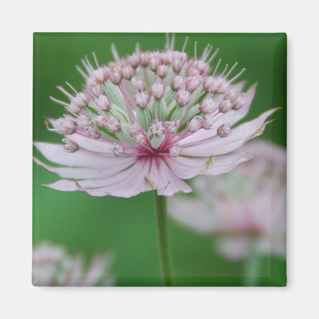 Imã Magneta de jardim rosa (Frente)