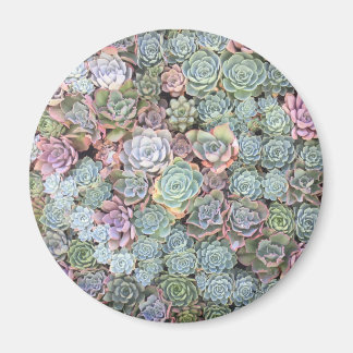 Imã Magneta de Jardinagem Suculenta Pastel