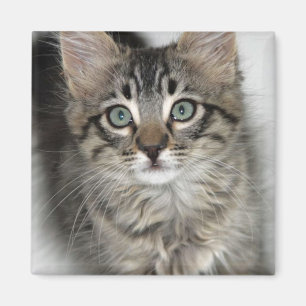 Imã Magneta de Kitten