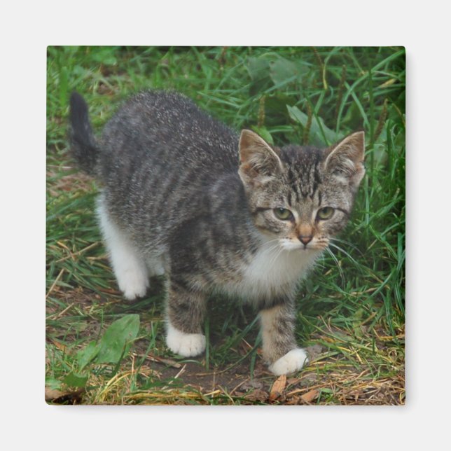 Imã Magneta de Kitten com Tigre (Frente)