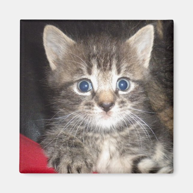 Imã Magneta de Kitten Surpresa (Frente)