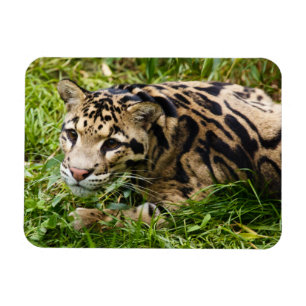 Ímã Magneta de Leopardo Nuvem
